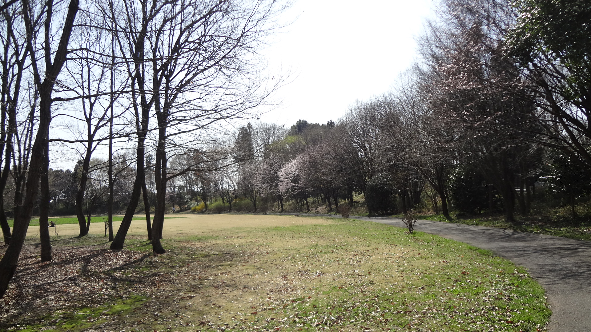 ３０分走をやるつもりが・・・辛過ぎて３０分も持たなかった