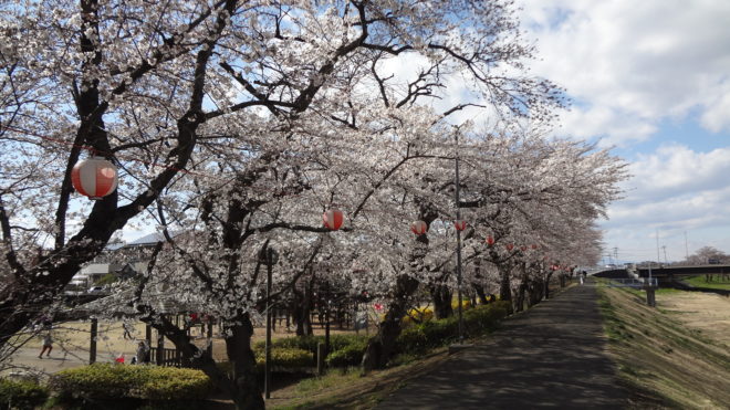 ランニング 桜