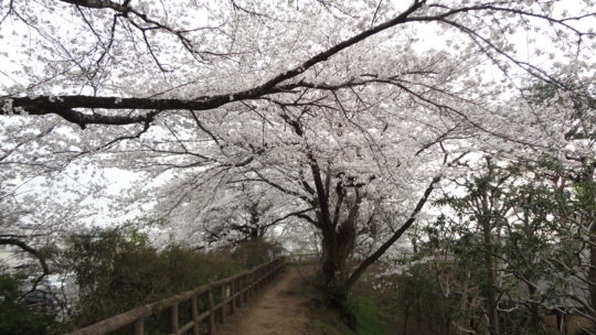 花見 ランニング